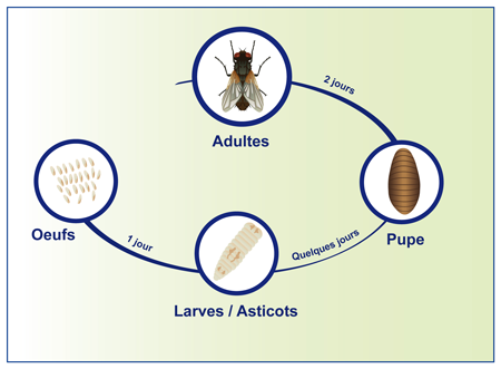 Cycle de vie de la mouche