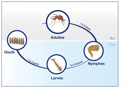 Cycle de vie du moustique Culex