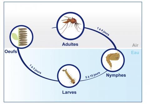 Schéma du cycle de vie d'un moustique tigre