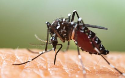 Le moustique tigre (Aedes albopictus)