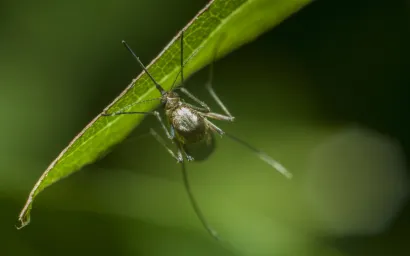 Durée de vie d'un moustique