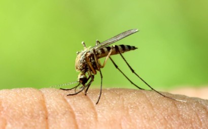Le moustique anophèle 