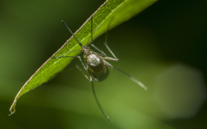 Durée de vie d'un moustique