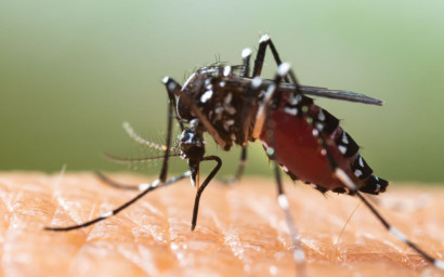 Le moustique tigre (Aedes albopictus)