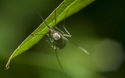 Durée de vie d'un moustique