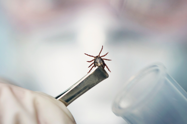 Maladie de Lyme : comment la diagnostiquer et la traiter