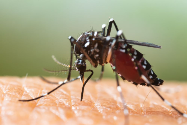 auteur: Le moustique tigre (Aedes albopictus)