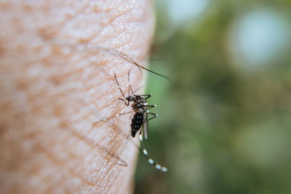 auteur: L'icaridine : Un répulsif efficace contre les insectes nuisibles